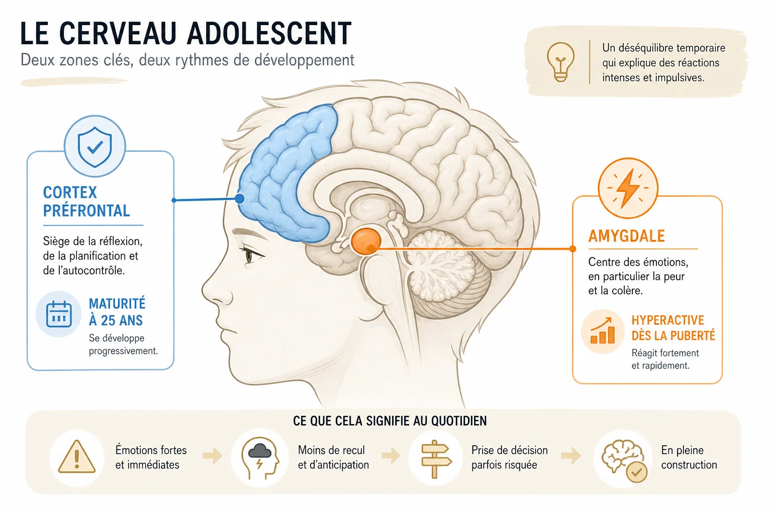 Le cerveau adolescent expliqué simplement Schéma du cerveau adolescent et changements émotionnels ado