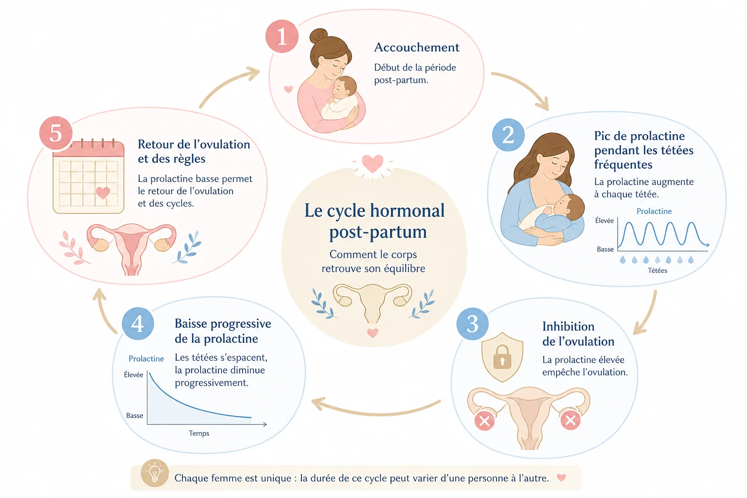 Le lien hormonal entre allaitement et retour de couches schéma hormonal du retour de couche allaitement et rôle de la prolactine