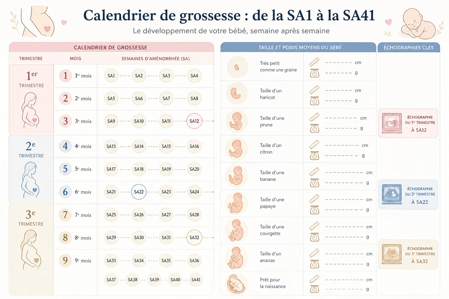 Infographie du calendrier de grossesse semaine par semaine avec mois et trimestres